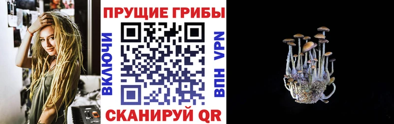 Купить закладки  Серов  Галлюциногенные грибы Psilocybe 